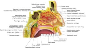 Arteries and Nerves of the Nasal Septum 30 x 30