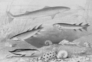 Devonianfishes_ntm_1905_smit_1929