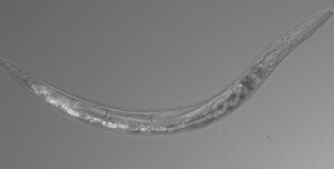 Paul-Sternberg-Nematode-Mono.2e16d0ba.fill-1600x810-c100