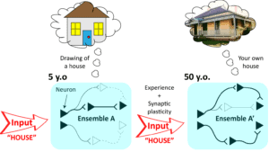 QBI-neuroscience-brain-memory-ensembles