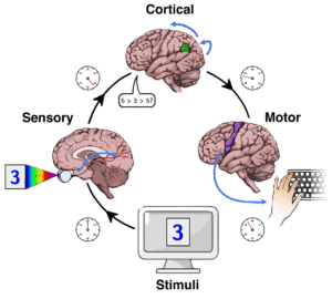 Reaction_time_stages