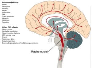 Serotonin