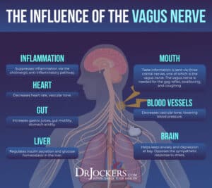 Vagus-Nerve