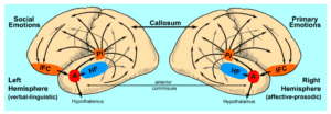 brainsci-11-01034-g001