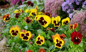 fall-checklist-plant-cool-weather-annuals-pansies