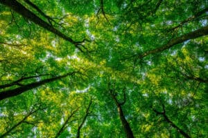 Treetops seen from a low angle