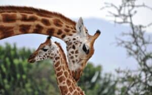 giraffes-are-as-social