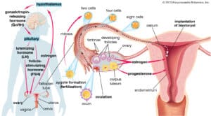 gonadotropins-secretion-hypothalamus-pituitary-gland-processes-ovulation