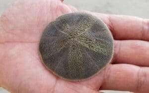 live-sand-dollar_grande