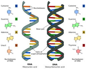 ooDifference_DNA_RNA-EN.svg