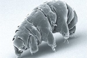 tardigrade